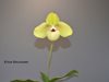 Paph. Shun Fa Golden